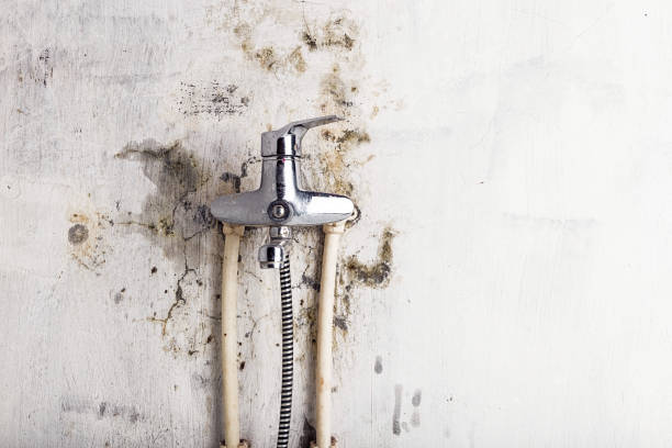 Best Same-Day Mold Removal  in Durant, OK