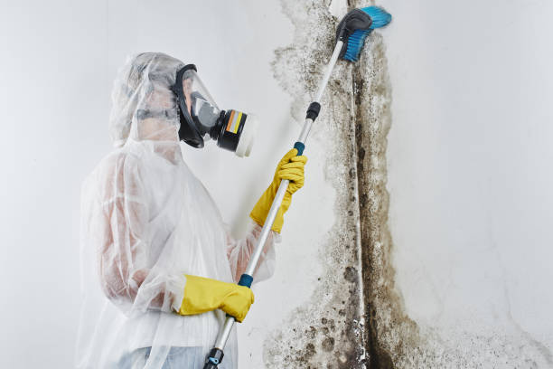 Best Office Mold Removal Services  in Durant, OK