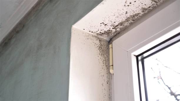 Best Mold Damage Repair  in Durant, OK