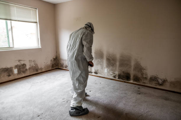 Attic Mold Removal in Durant, OK