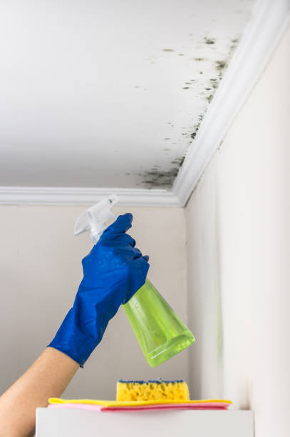 Professional Mold Removal in Durant, OK